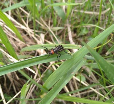 マメハンミョウ