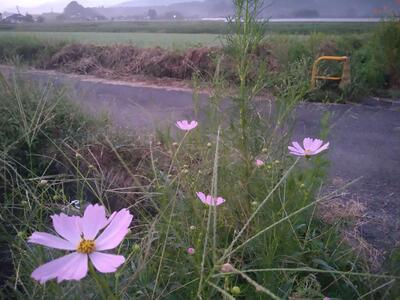 コスモス
