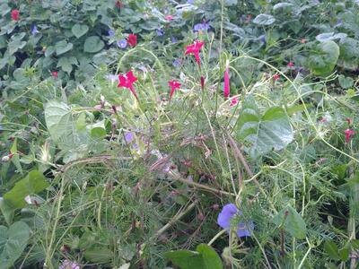 朝顔とルコウソウ