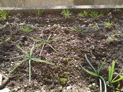 事務室横　ムスカリの球根から芽が！