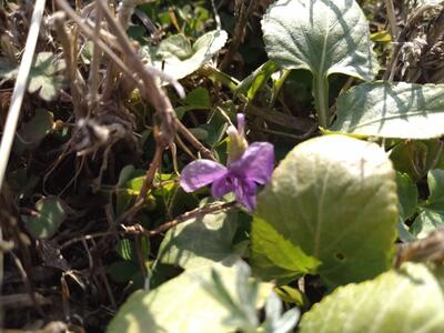 １月に見かけたスミレ