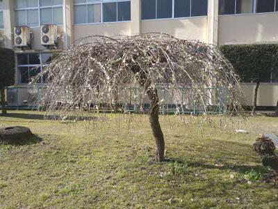 本校のしだれ梅