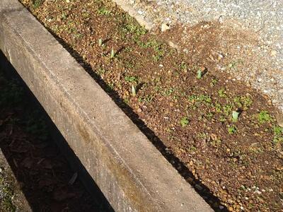 事務室横の花壇・チューリップの芽