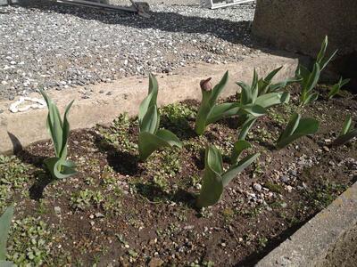 チューリップ、楽しみです