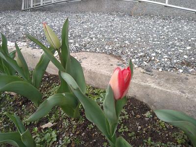 チューリップが咲きました