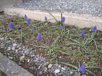 ムスカリも育っています