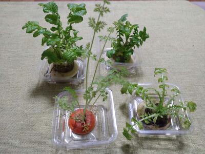 わが家のにんじんとだいこんの葉