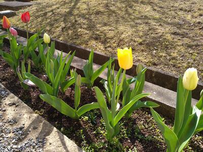 皆さんの進級をチューリップも喜んでいます