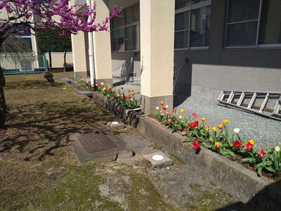 花壇の花のお見送り