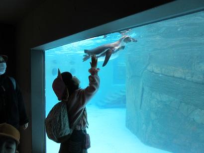 ペンギンが泳いでる～！