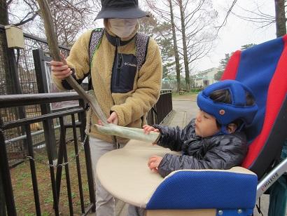 鹿の角、大きいね