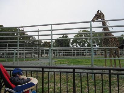 キリンさん、こんにちは～っ!!