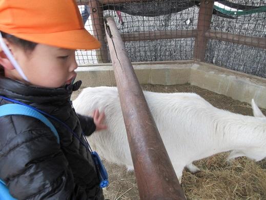 ヤギの背中をさわったよ