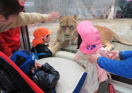 ライオンさんに大接近！