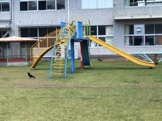 中庭をカラスが横断中