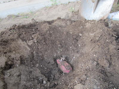 去年のお芋発見！