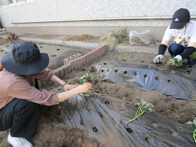 お芋の赤ちゃん寝かせたよ！
