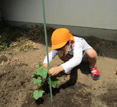 きゅうりの苗を幼稚部の畑に植えにいったよ