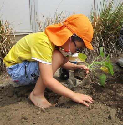 幼稚部の畑にかぼちゃの苗を植えにいったよ