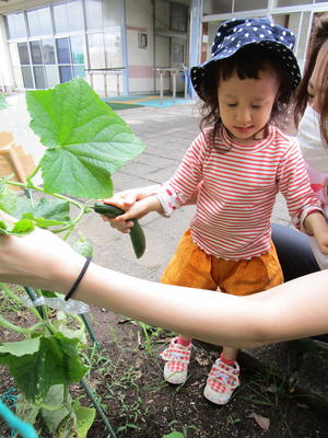 幼稚部の畑にいき、きゅうりを収穫している
