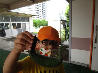 おばけきゅうり発見！