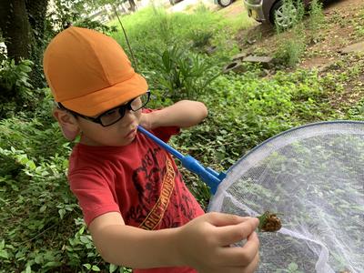 セミの抜け殻、たくさんとったよ。