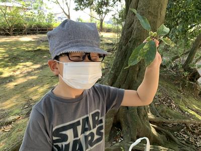 緑のどんぐり拾ったよ！