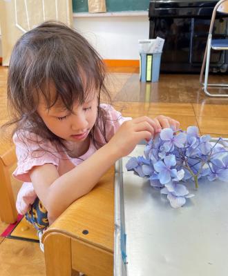 あじさいってお花がたくさんついているんだね。