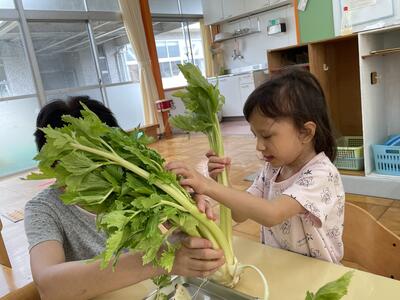 給食に出てきたセロリ。実際に触って確かめたよ！