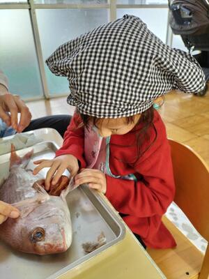 お魚のお腹の中　どうなってるかな？