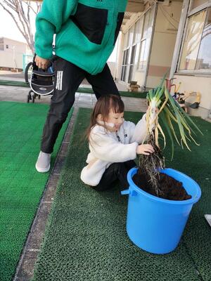 ねぎを抜いたよ。根が長い！
