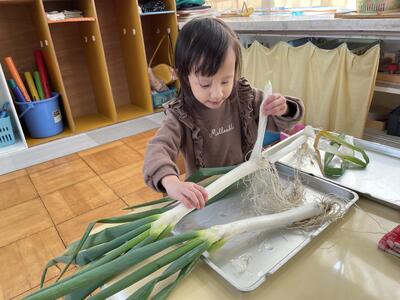 ねぎの　皮がどんどん剥けるよ！
