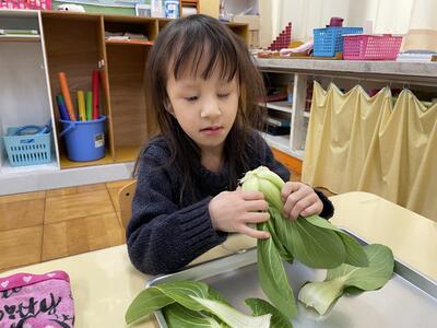 チンゲンサイ　きれいにとれるよ。