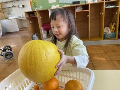 晩白柚　大きいよ！