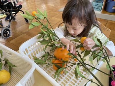 金柑　小さいな。枝にいっぱいなってるよ。