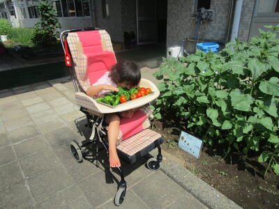 たくさん収穫できました。少しかじって味見をしました！