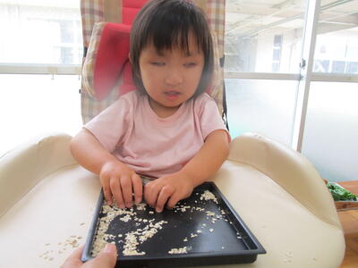 麦を触りました。小さい粒をつまんで、投げて遊びました。