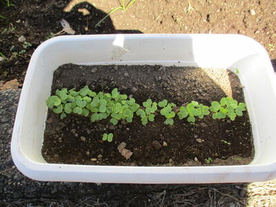 わぁー！芽がいっぱいでたよ。