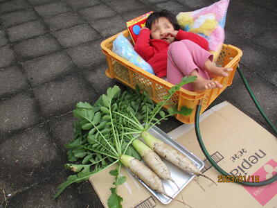 大根が大きく育ちました！