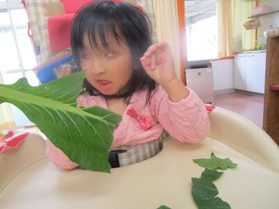 葉っぱが柔いよ！