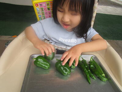 野菜の収穫ができ始めました。