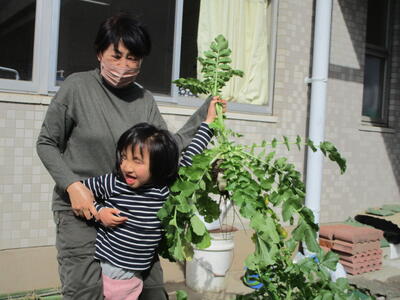 大根ぬいたよ！