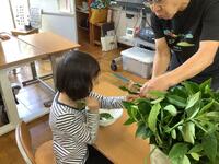 お茶の葉を観察している様子です。