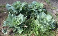 たくさん葉をつけたキャベツの様子です。幼虫にたくさん食べられたところもあります。