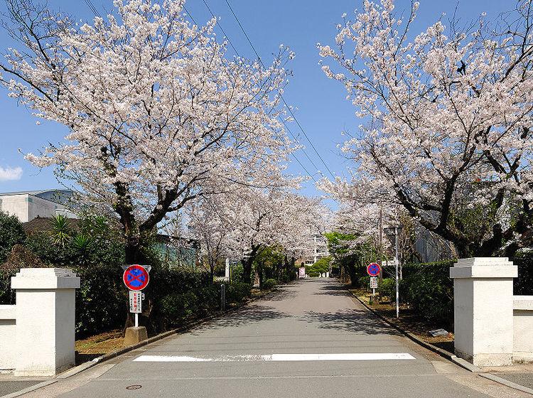 進路実績 熊本県立熊本高等学校