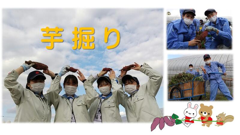 芋掘り