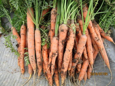 ベビーキャロット