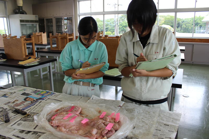 生殖器のスケッチ