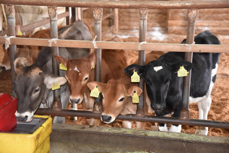 ミルク牧場の子牛たちも歓迎