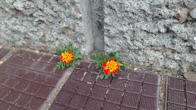 コンクリートの隙間からも咲く花を発見！
